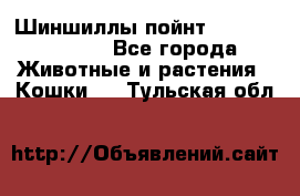 Шиншиллы пойнт ns1133,ny1133. - Все города Животные и растения » Кошки   . Тульская обл.